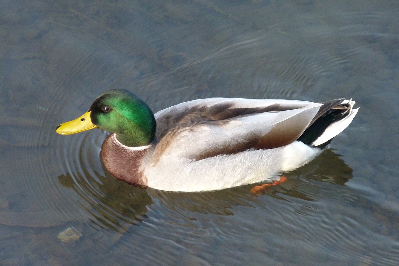 duck birds nature free photo