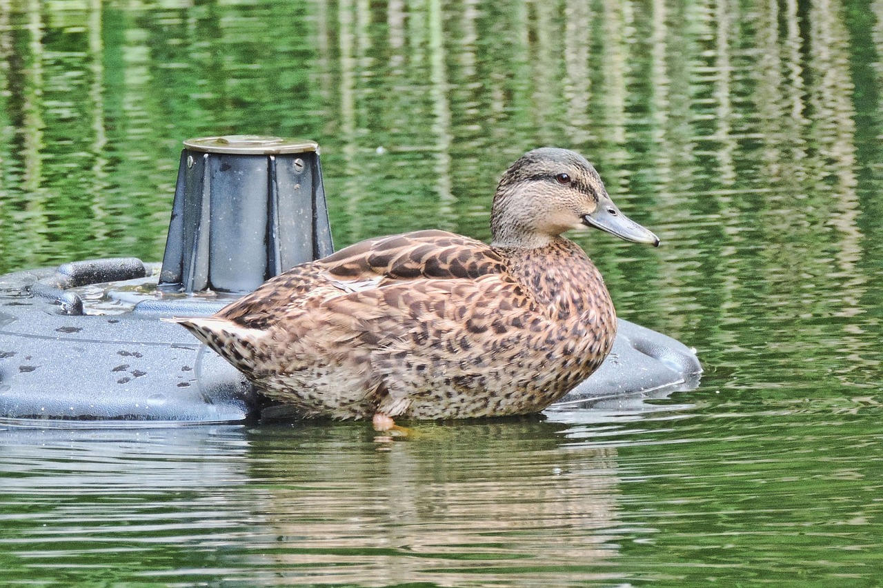 duck nature pond free photo