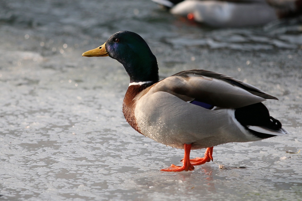 duck drake animal world free photo