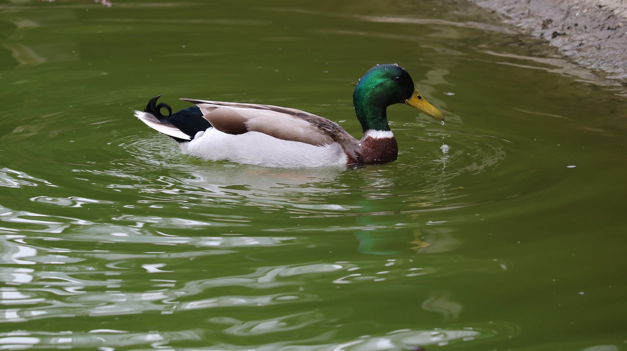 duck body of water lake free photo