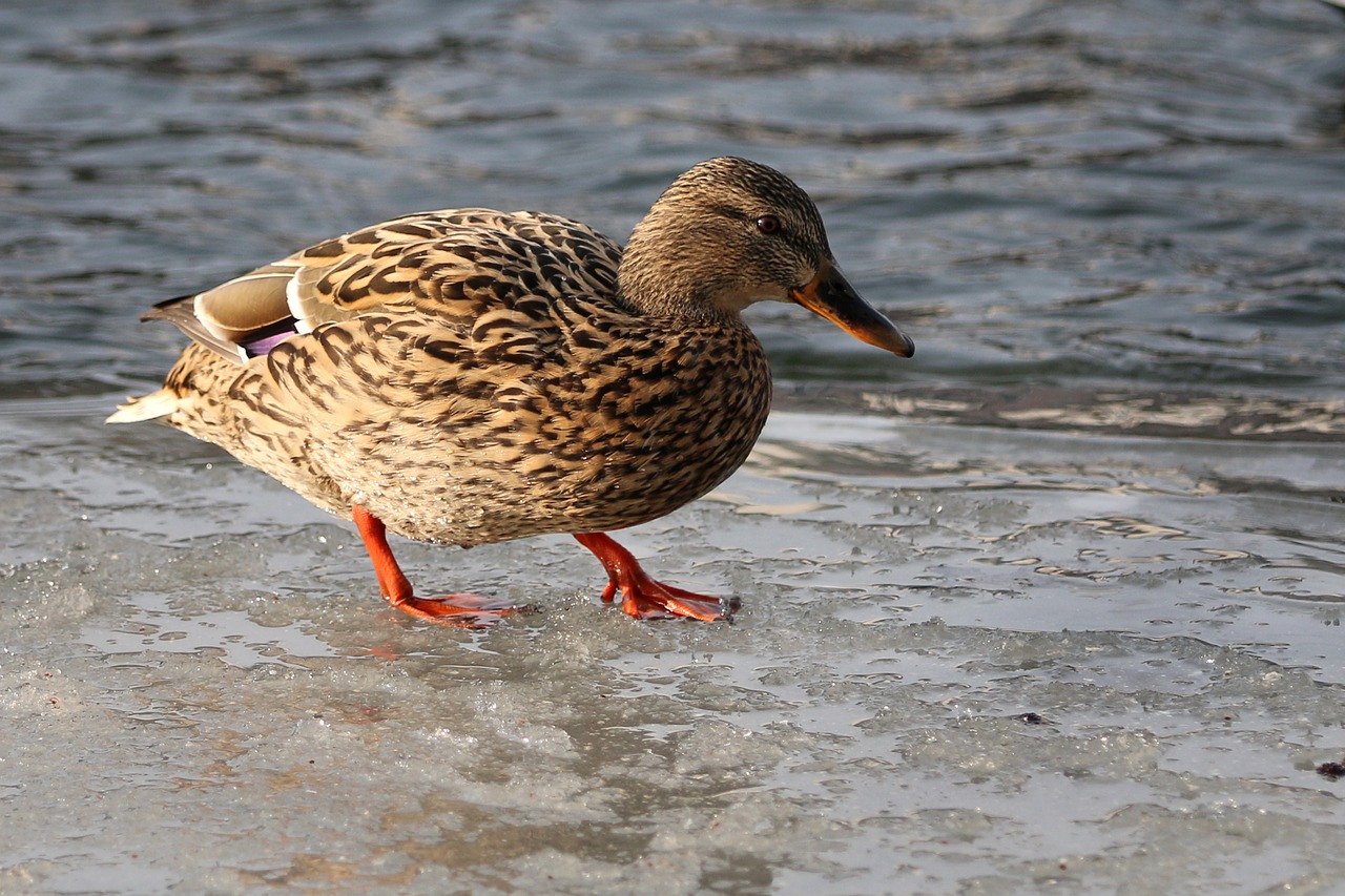 duck bird animal world free photo