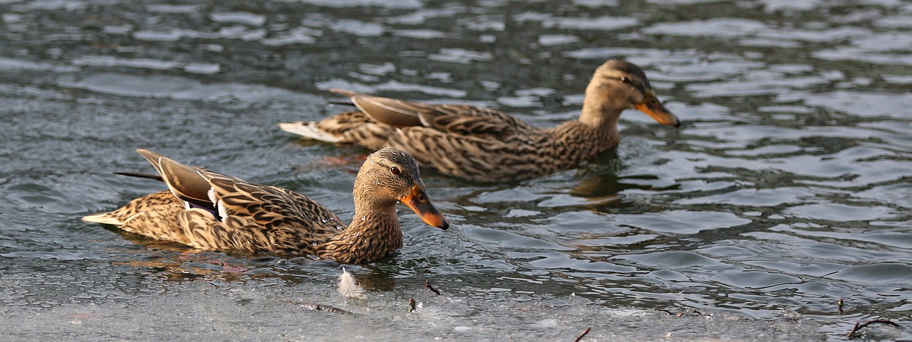 duck bird animal world free photo