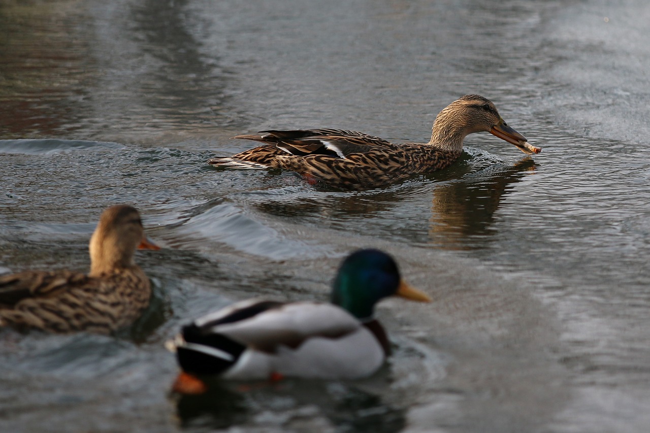 duck food futterneid free photo