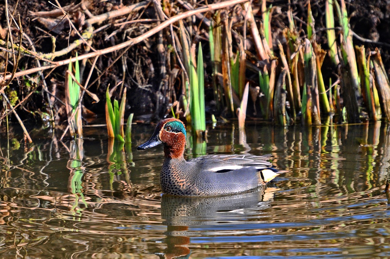 duck eurasian teal common teal free photo