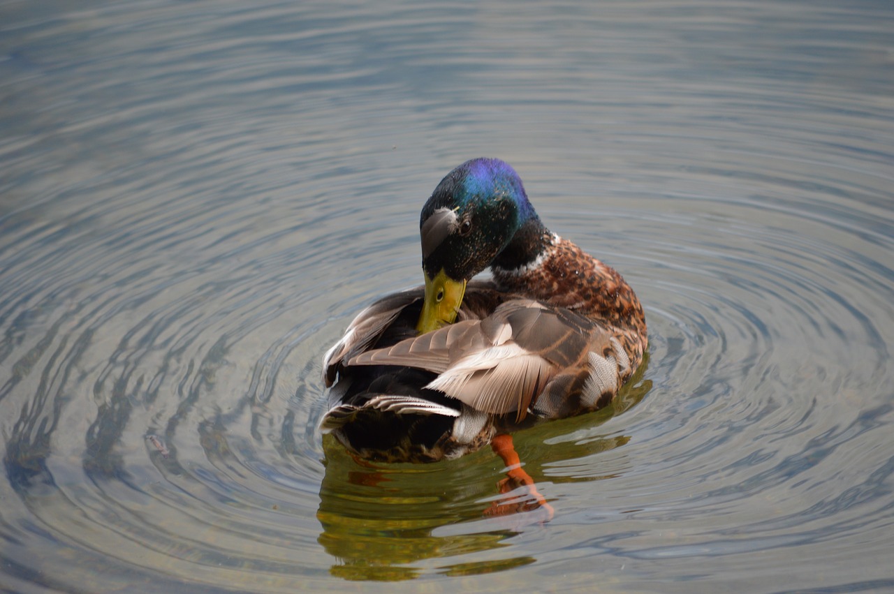 duck waters lake free photo