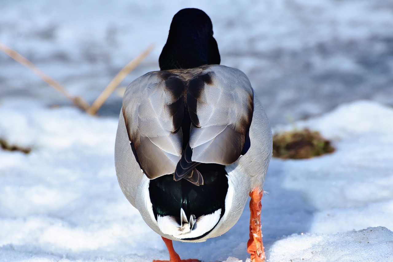 duck drake water bird free photo