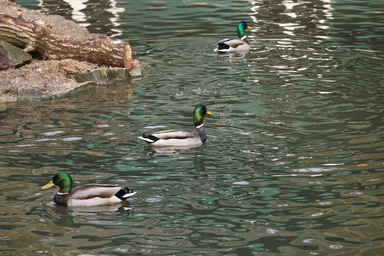 duck swim waters free photo