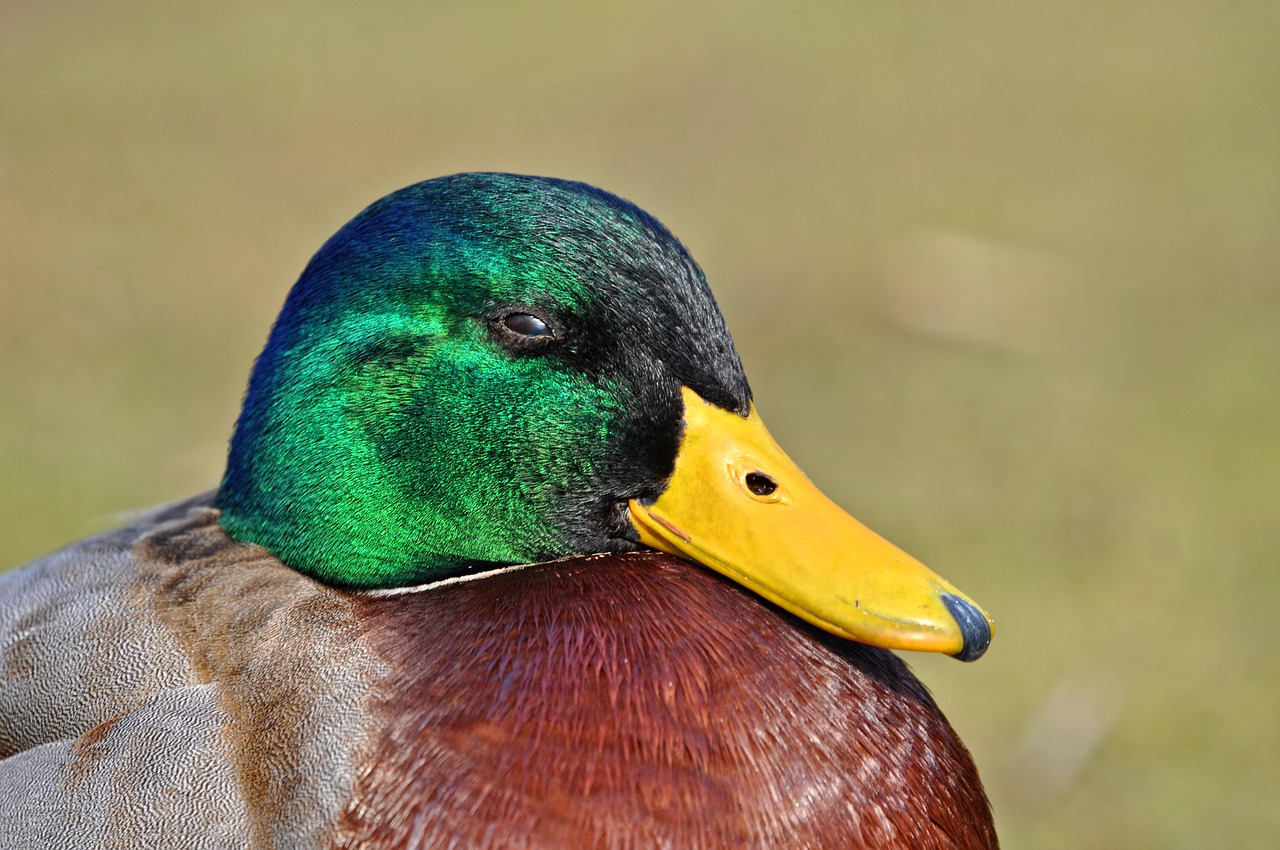 duck mallard drake free photo