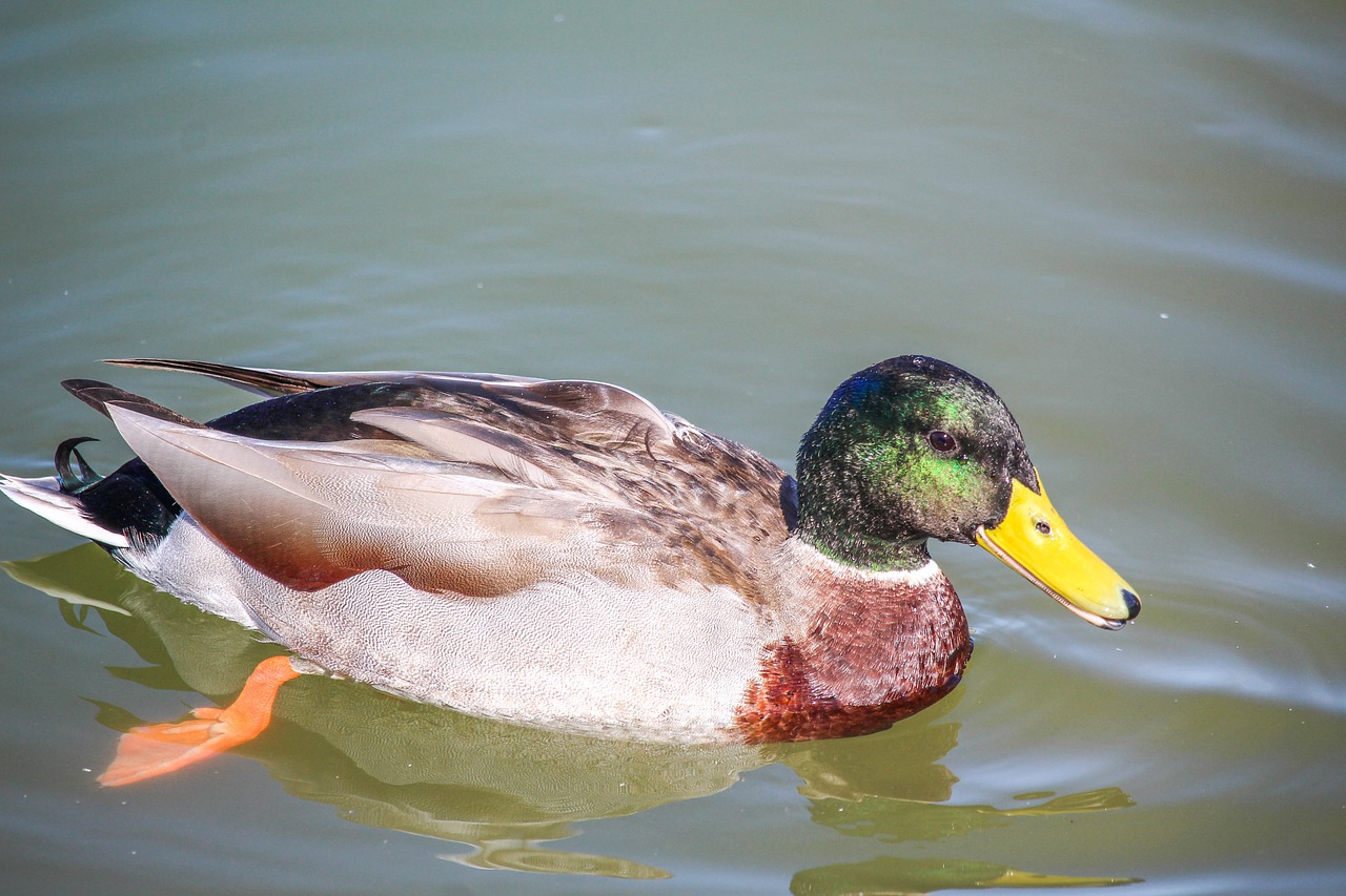 duck bird pool free photo