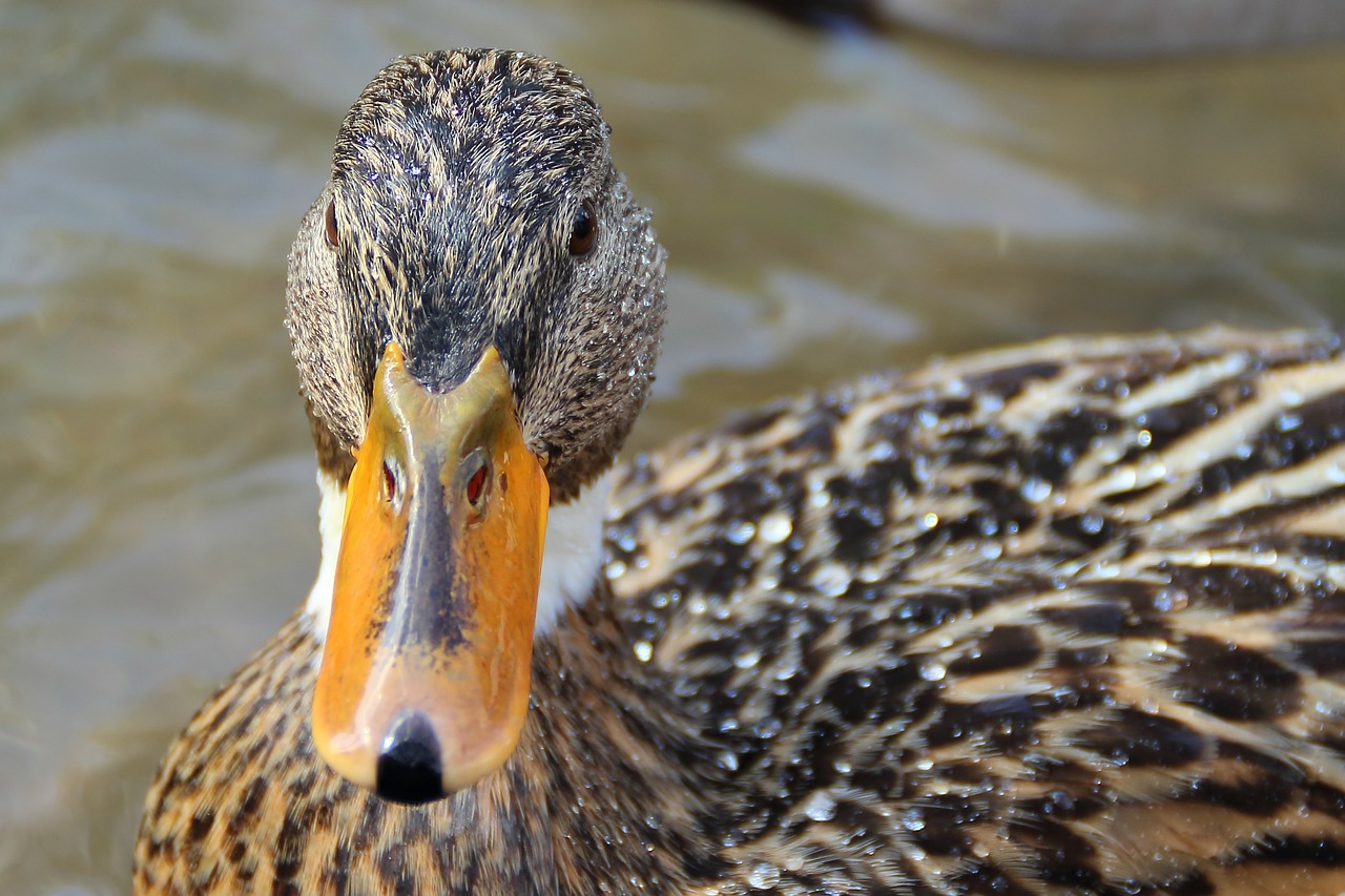 duck water bird free photo