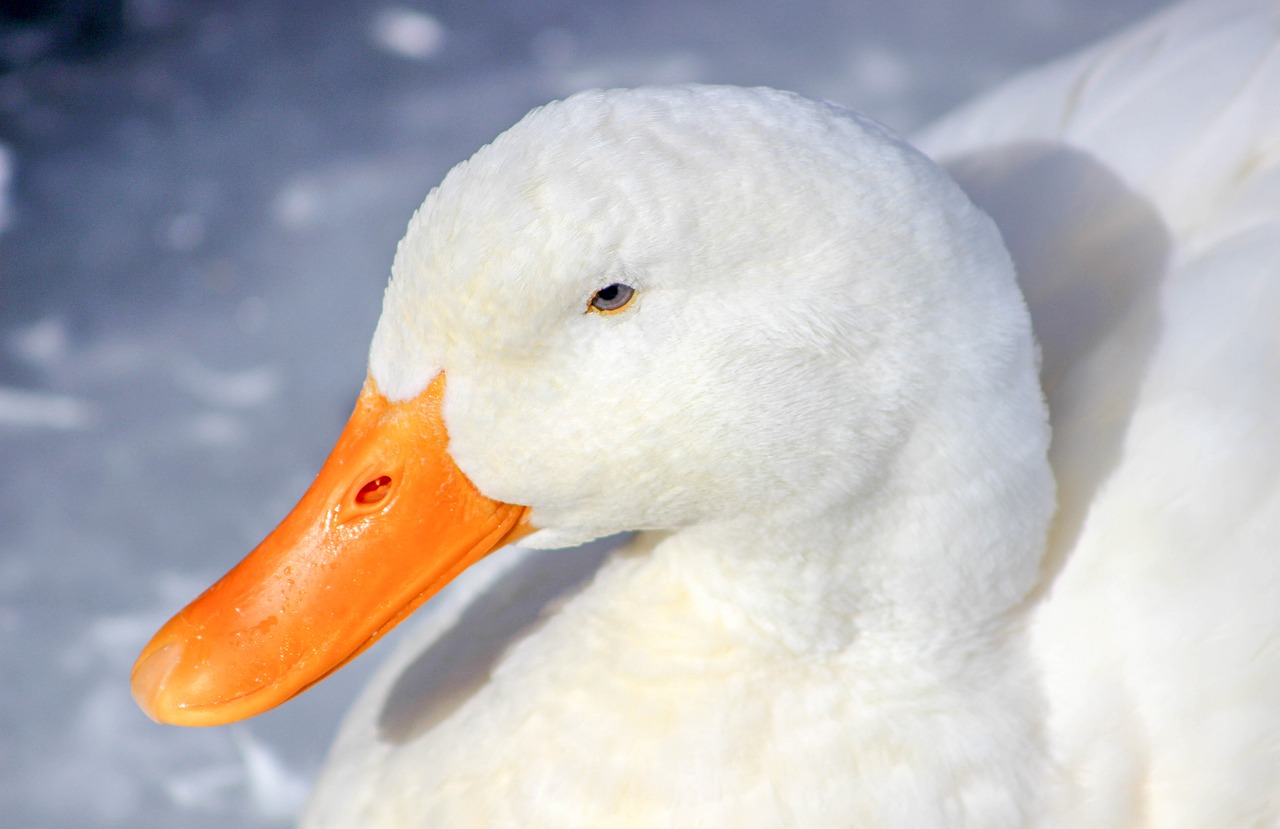 duck nature bird free photo