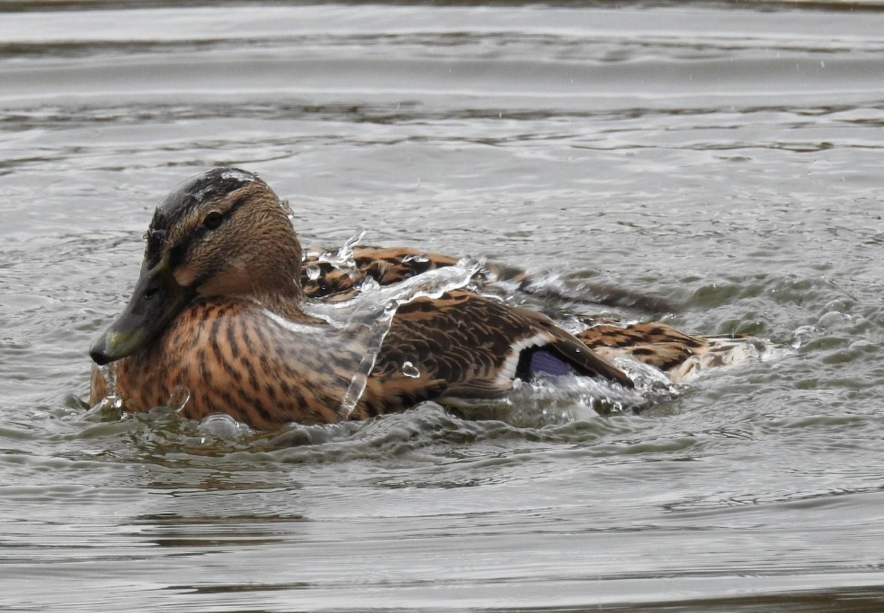 duck waters bird free photo