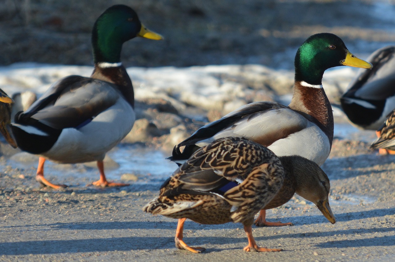 duck birds mallard free photo