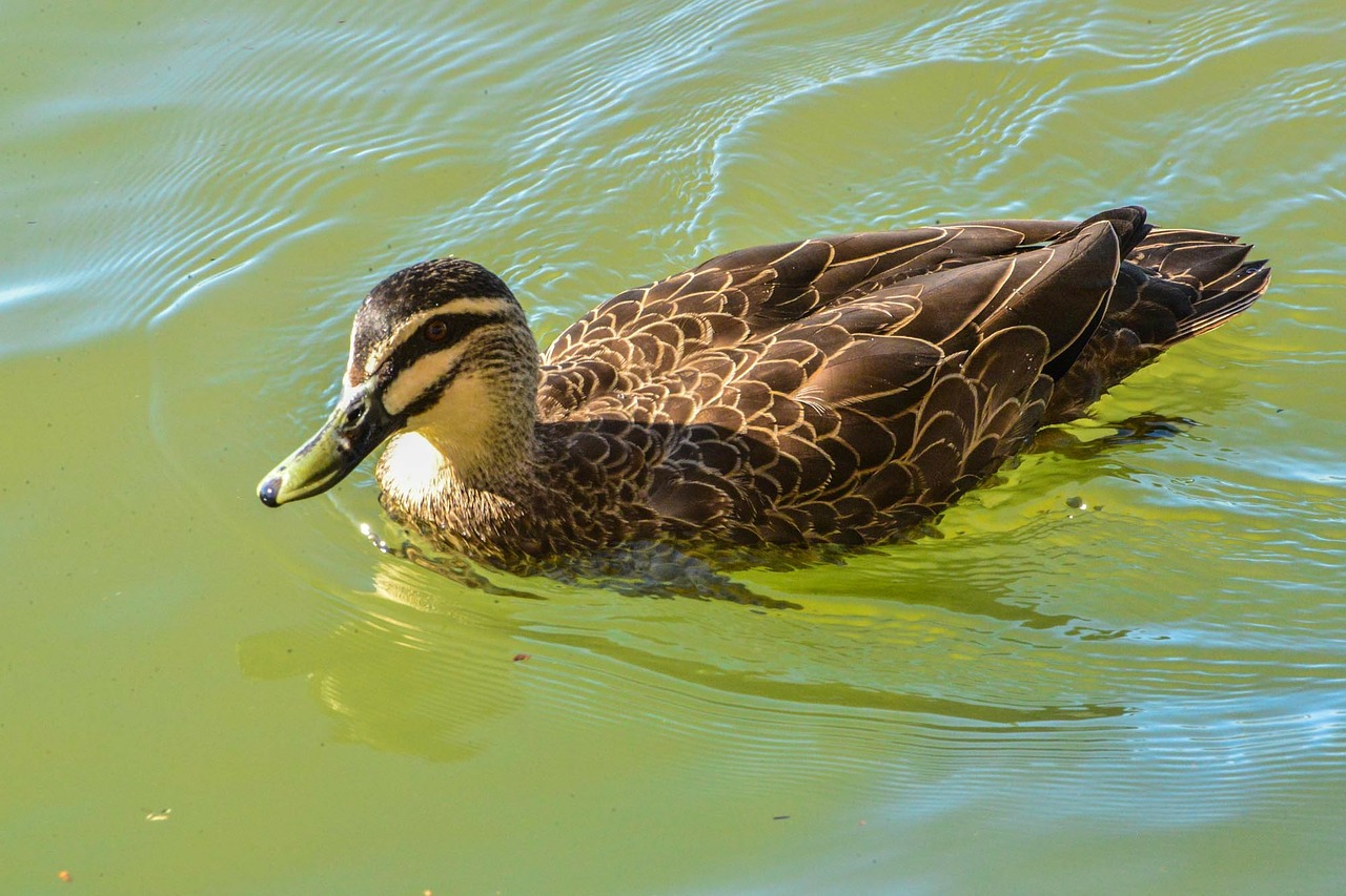 duck fowl bird free photo