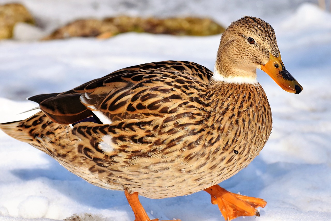 duck water bird mallard free photo