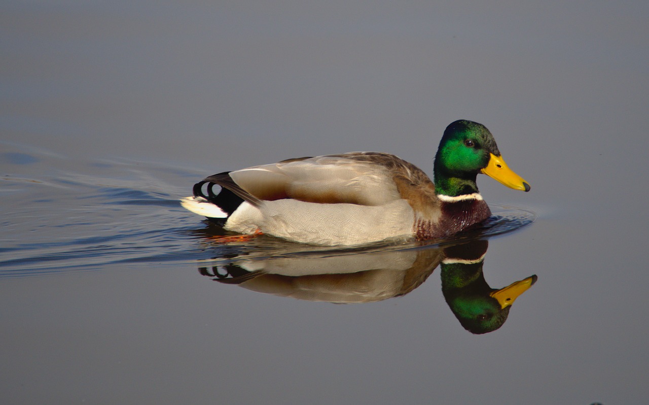 duck bird lake free photo