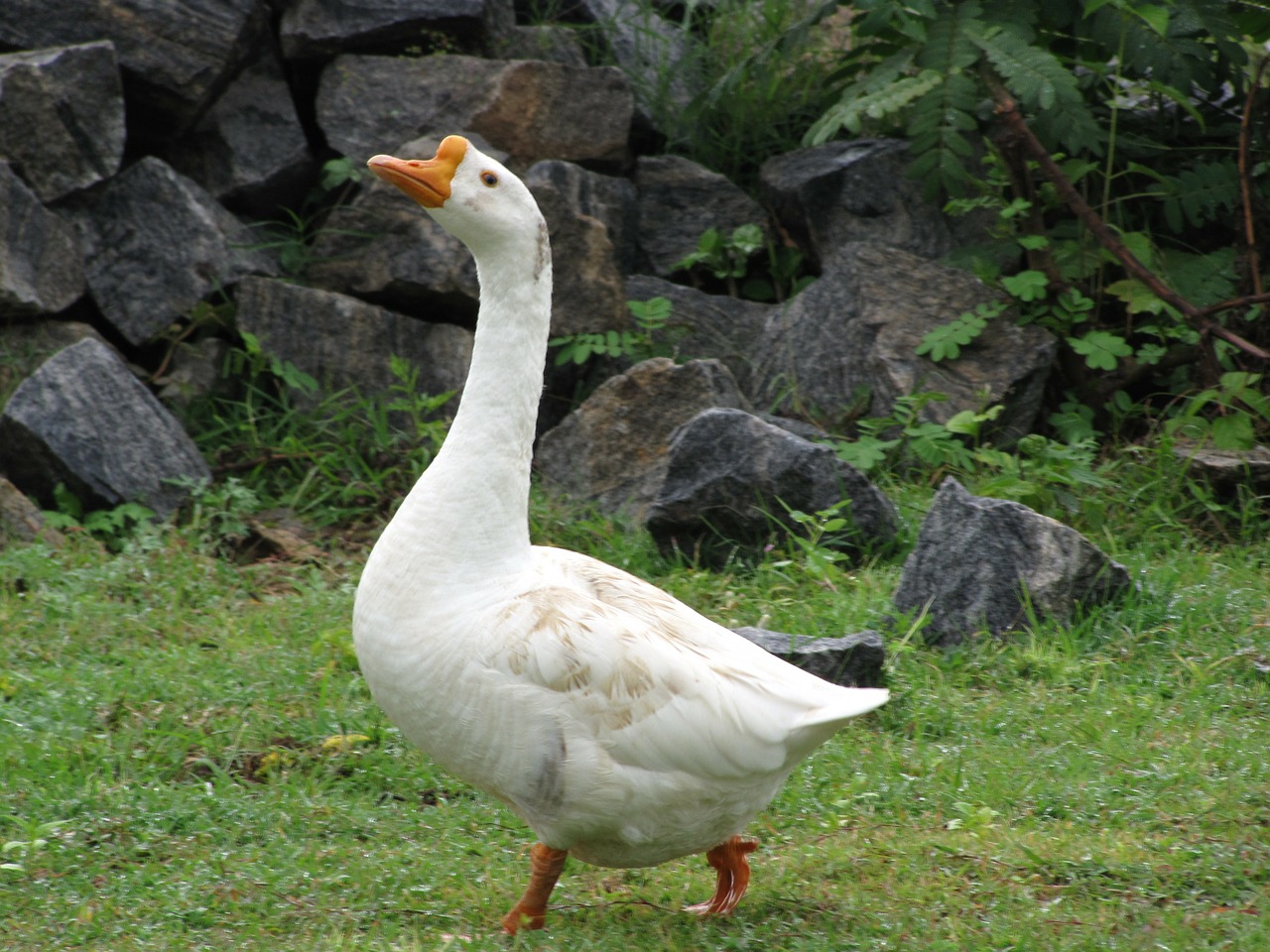 duck fowl water free photo