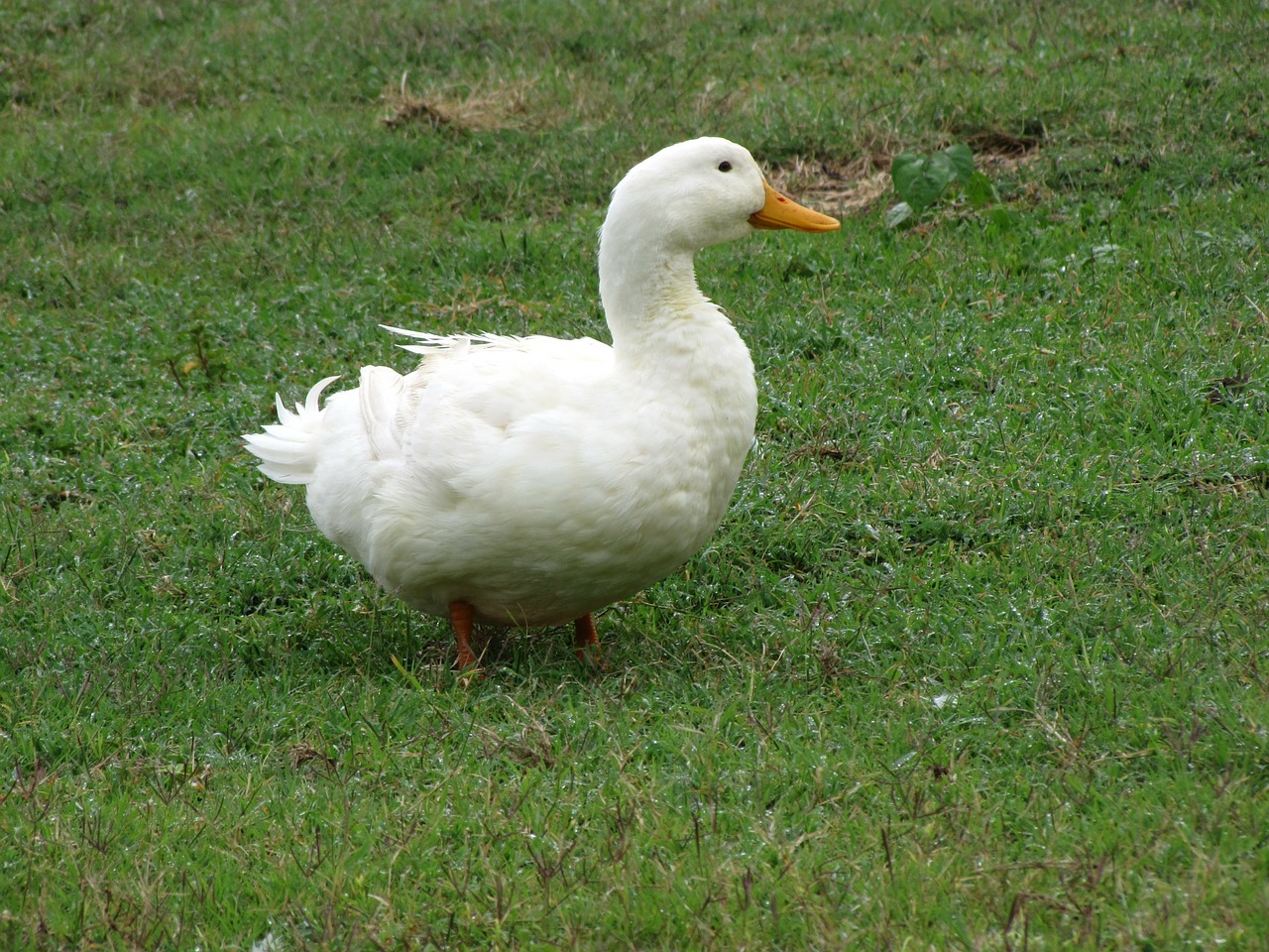 duck fowl water free photo