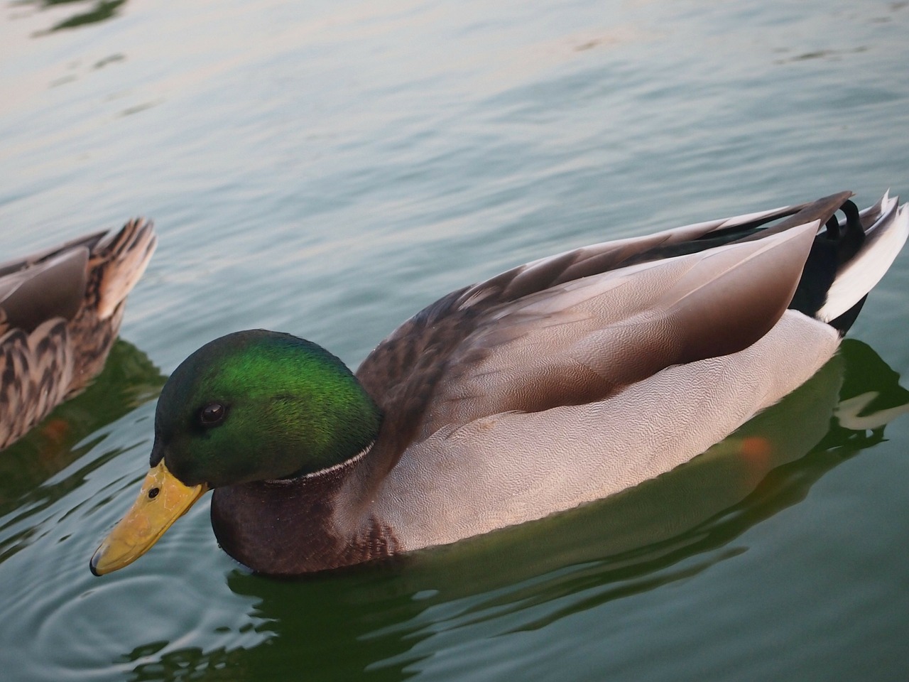 duck fowl water free photo