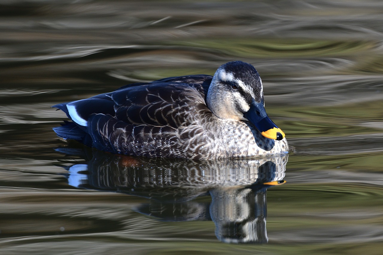 duck bird pond free photo