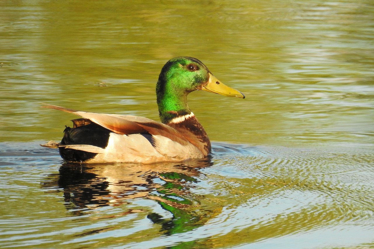 duck  bird  waters free photo