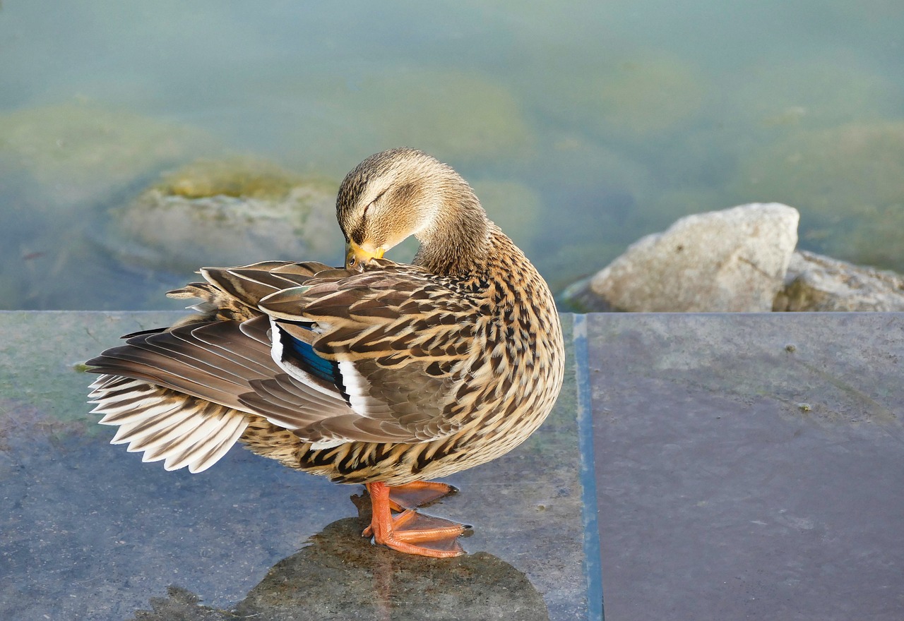 duck  bird  nature free photo