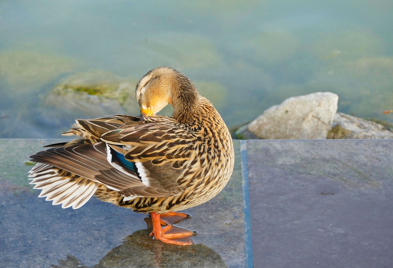 duck  bird  nature free photo