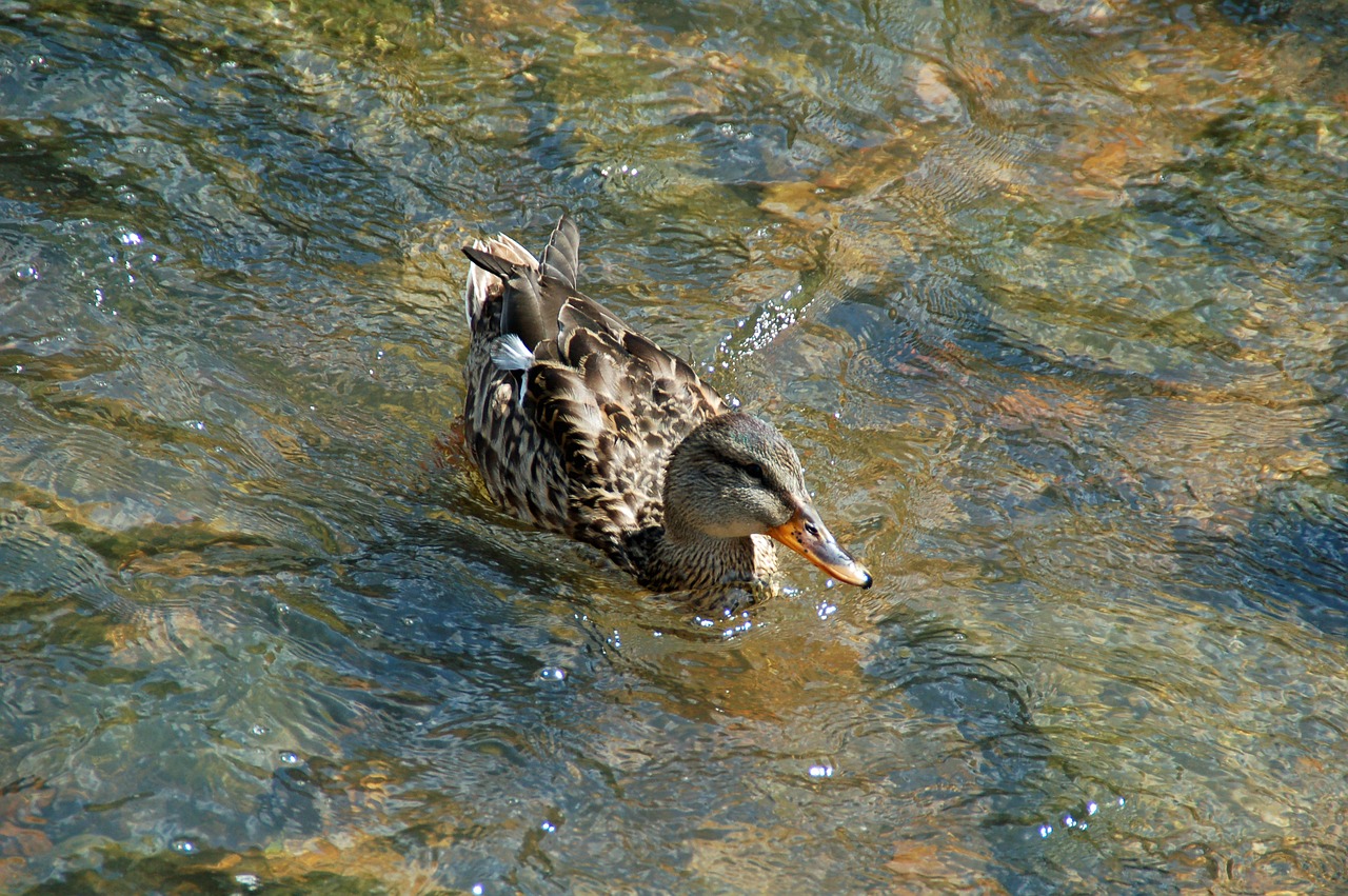 duck  brown  female free photo