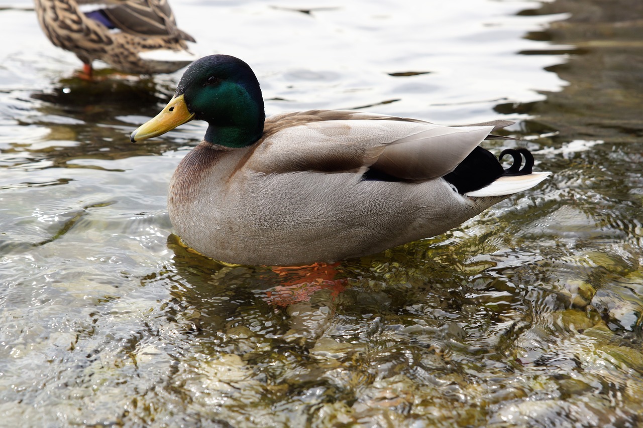 duck  water  lake free photo