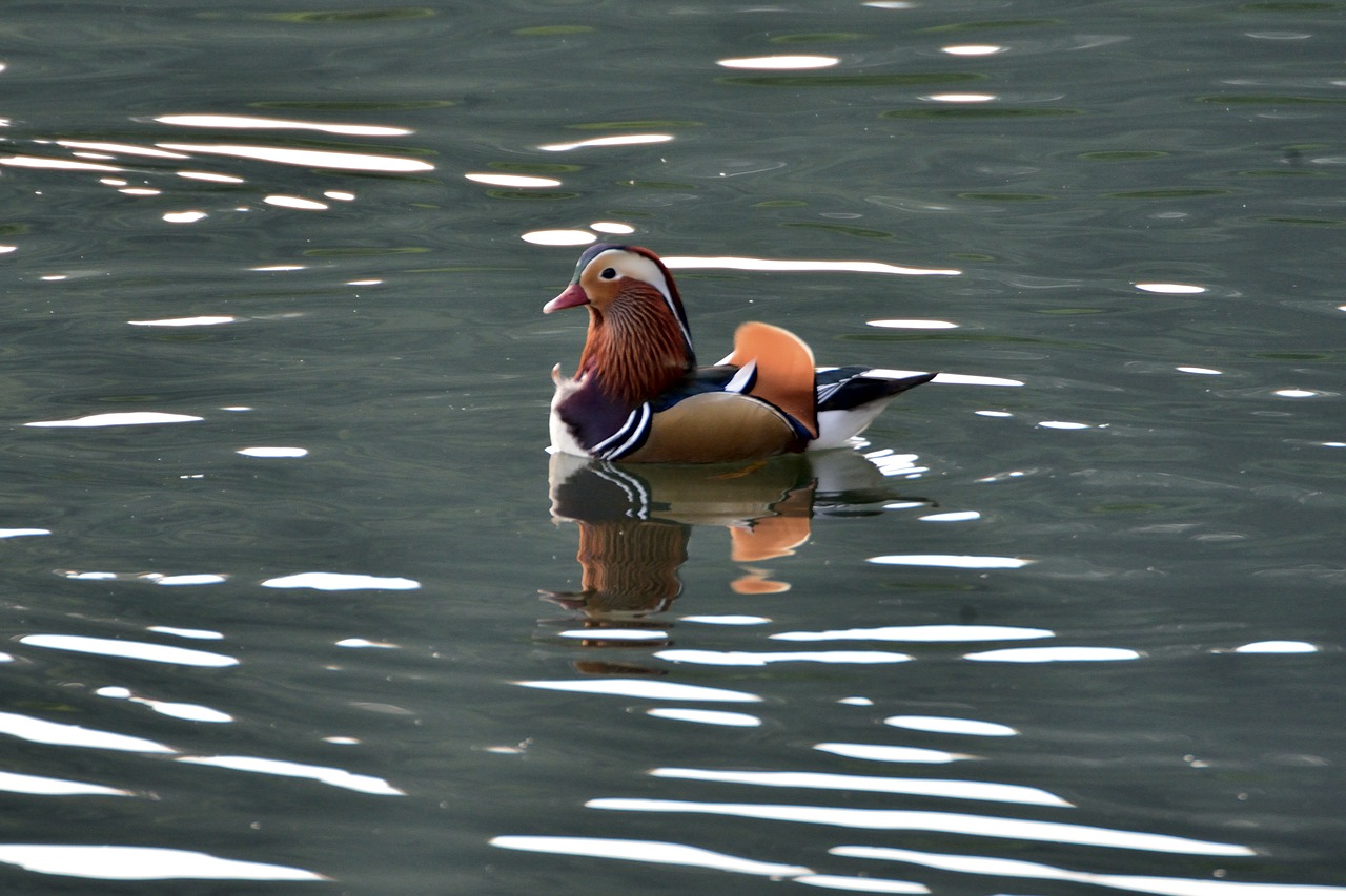 duck  bird  wild animals free photo