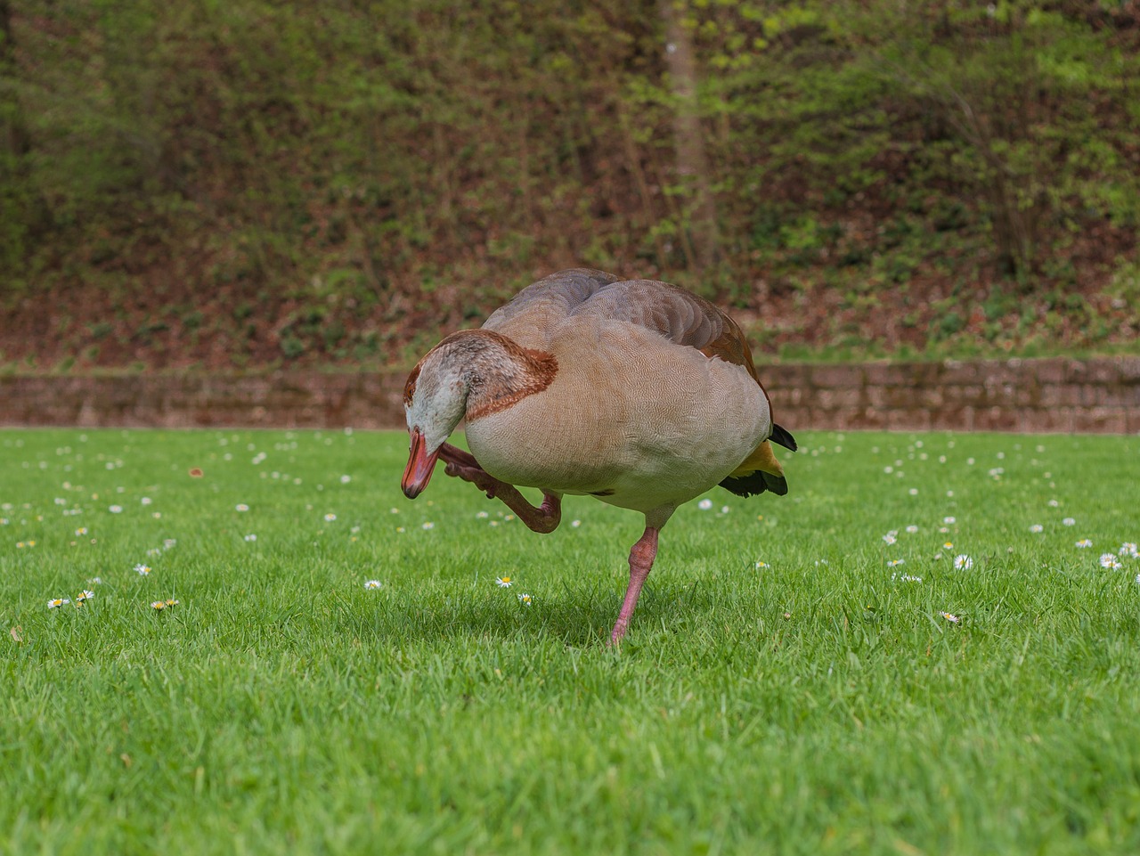 duck  water bird free pictures free photo