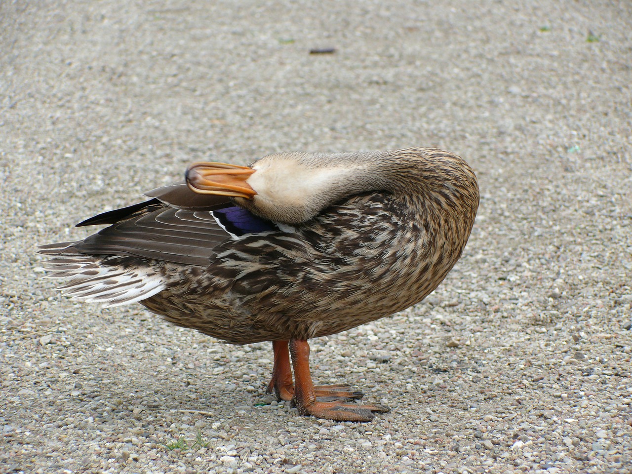 duck yoga animal free photo