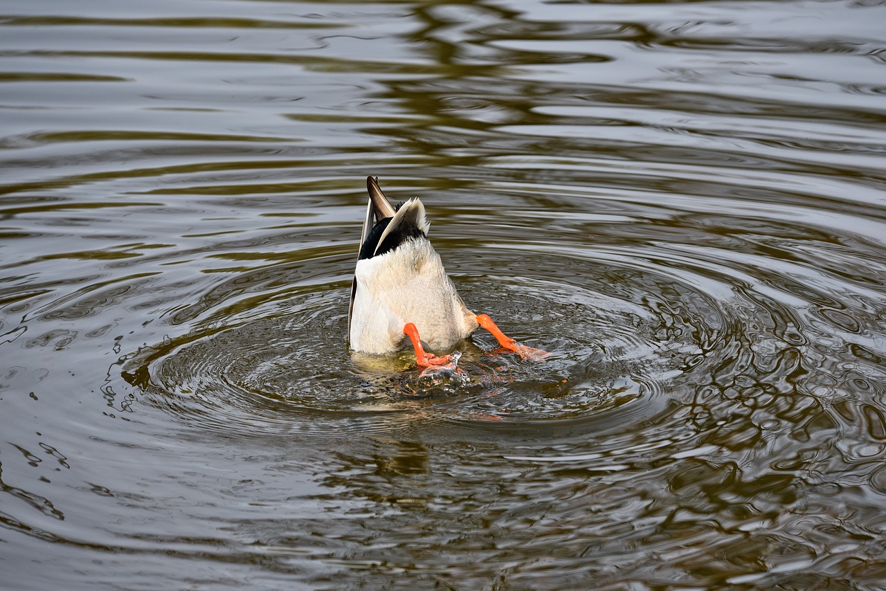 duck  mallard  drake free photo