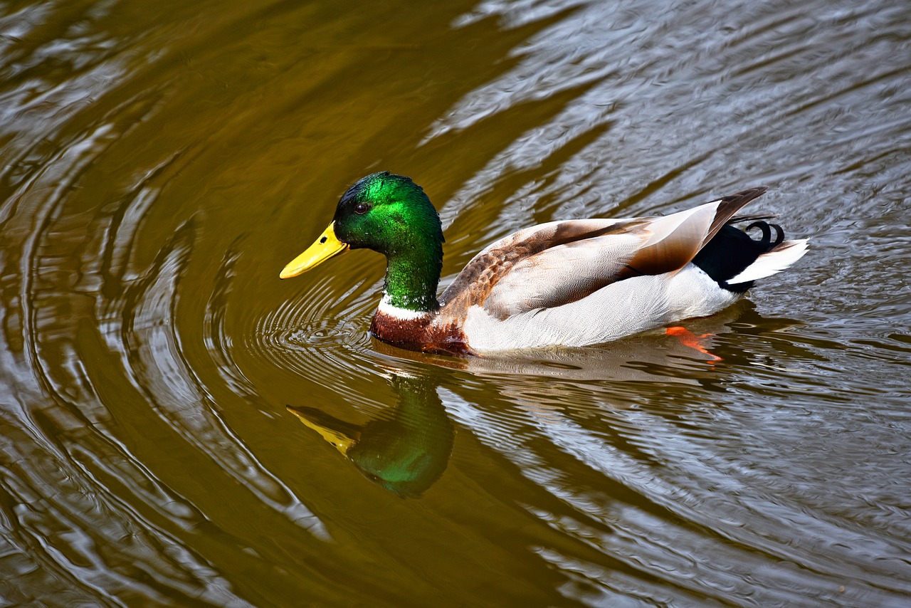 duck  mallard  drake free photo