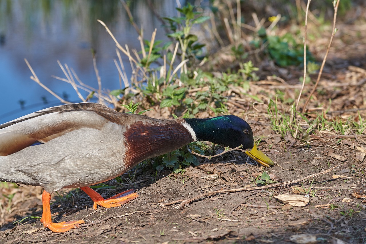 duck  eat  bill free photo