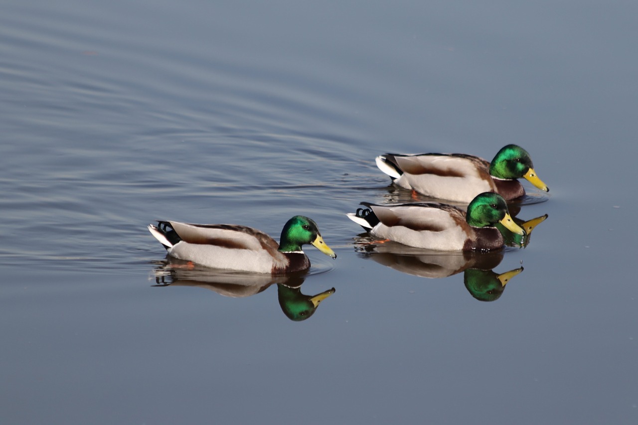 duck  bird  water free photo