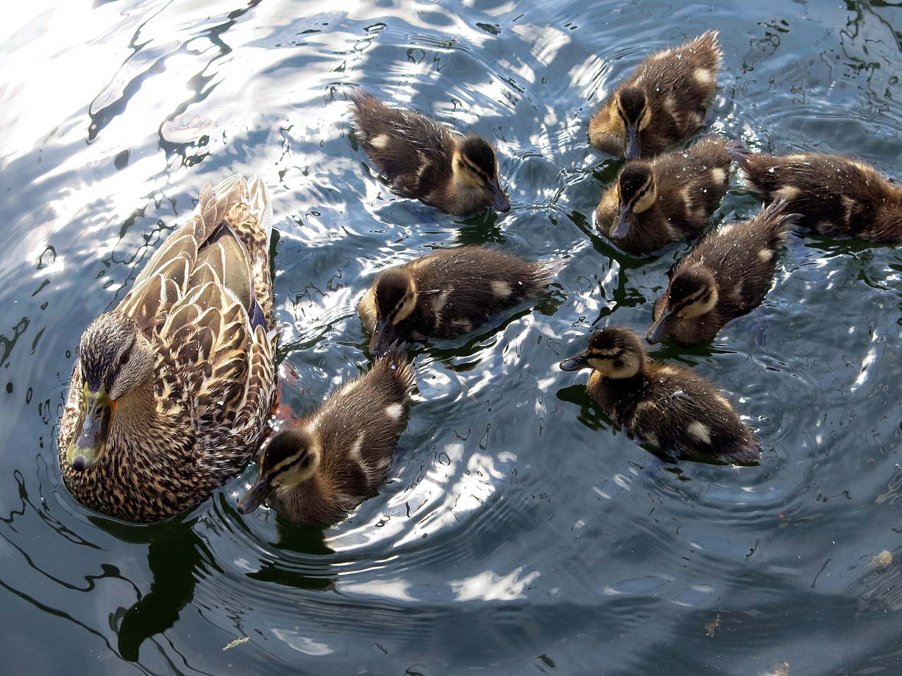 duck  animal life  birds free photo