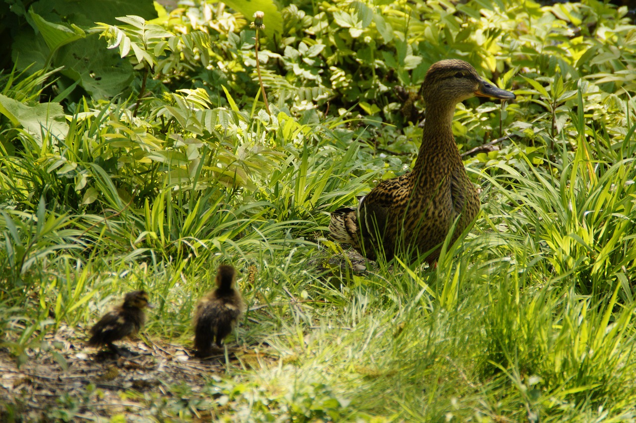 duck mallard female free photo