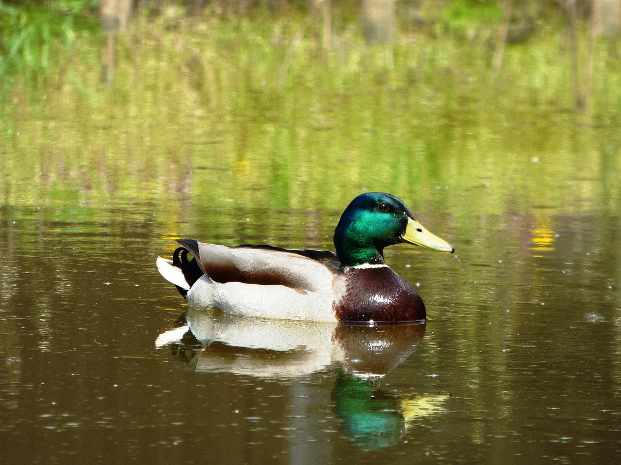 duck bird duckling free photo