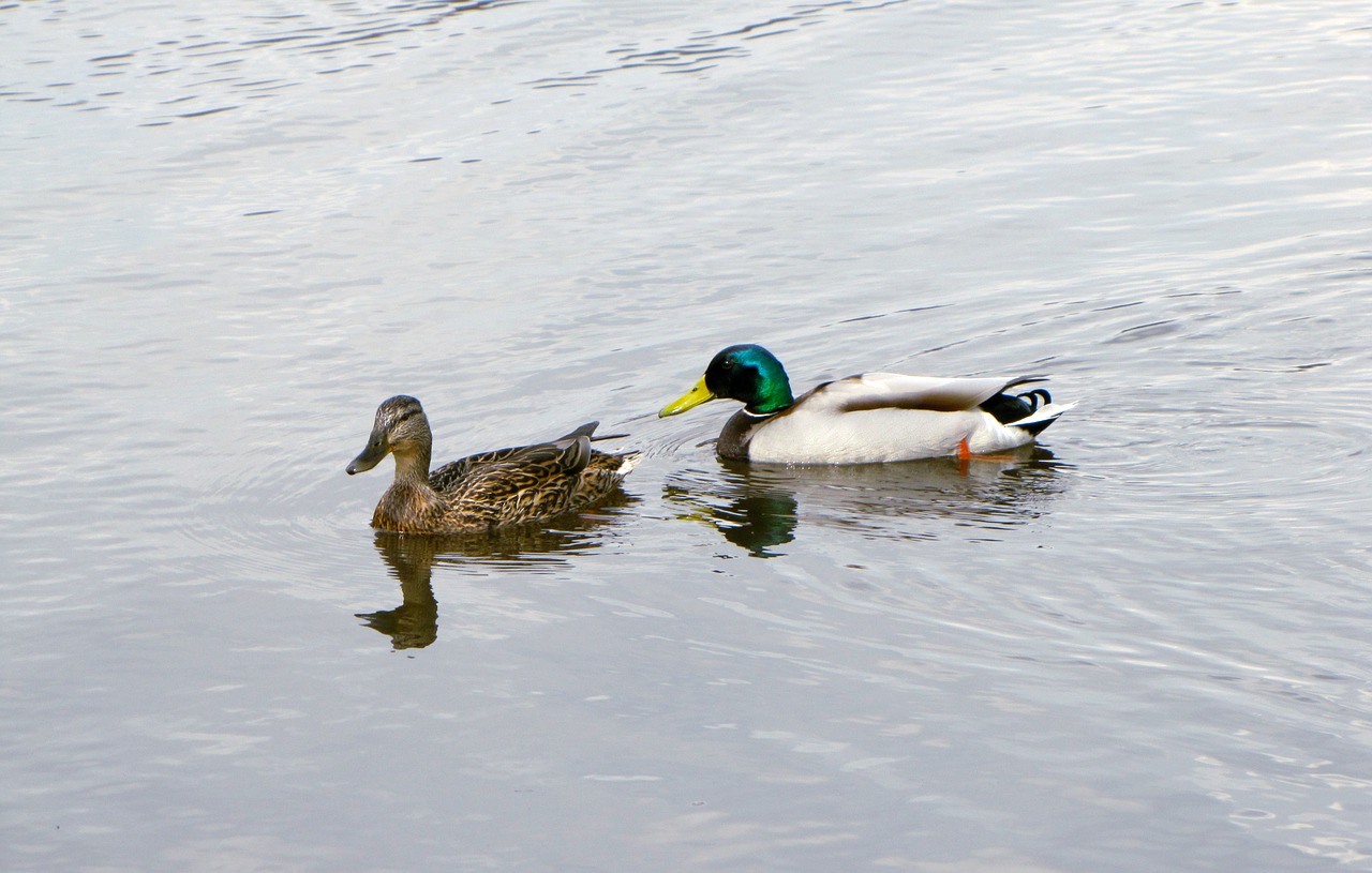 duck  bird  lake free photo