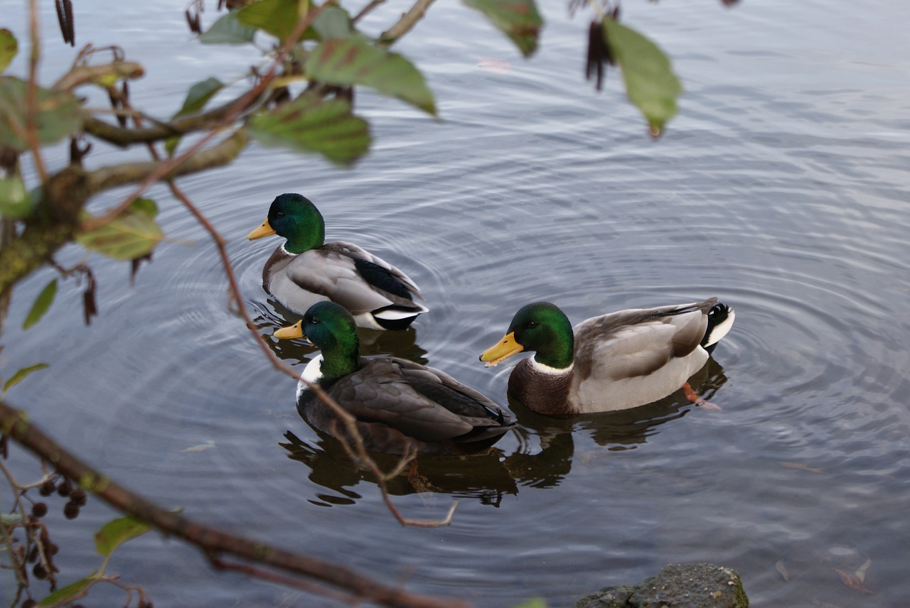 duck  puddle  waters free photo