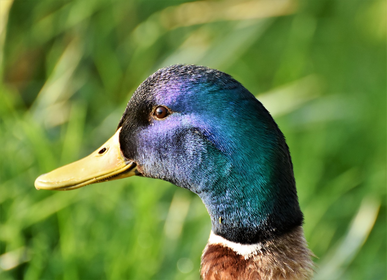 Duck, duck head, mallard, wild duck, grass - free image from needpix.com