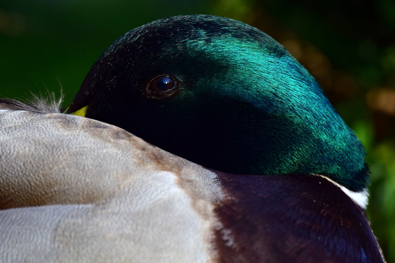 duck  mallard  male free photo