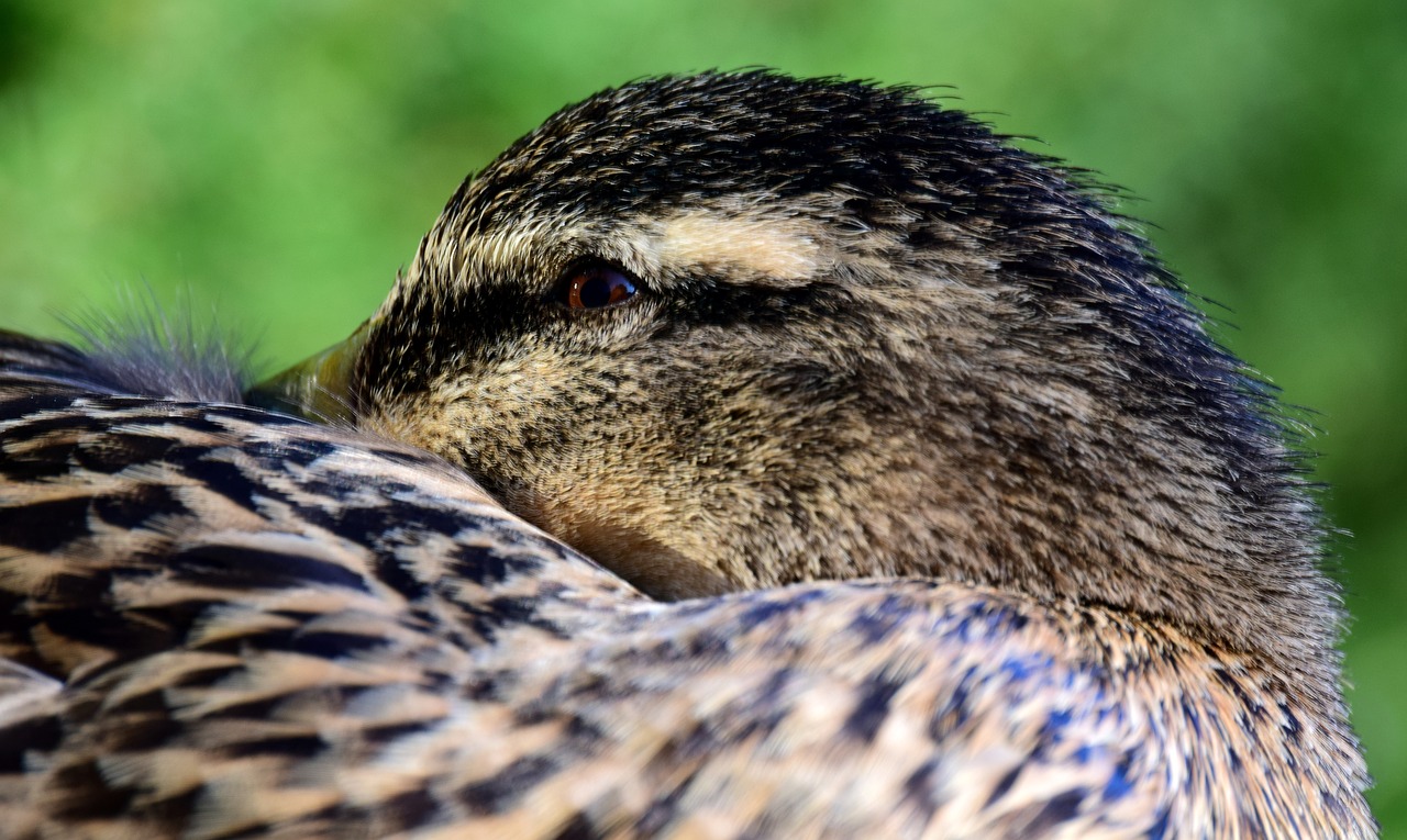 duck  mallard  female free photo