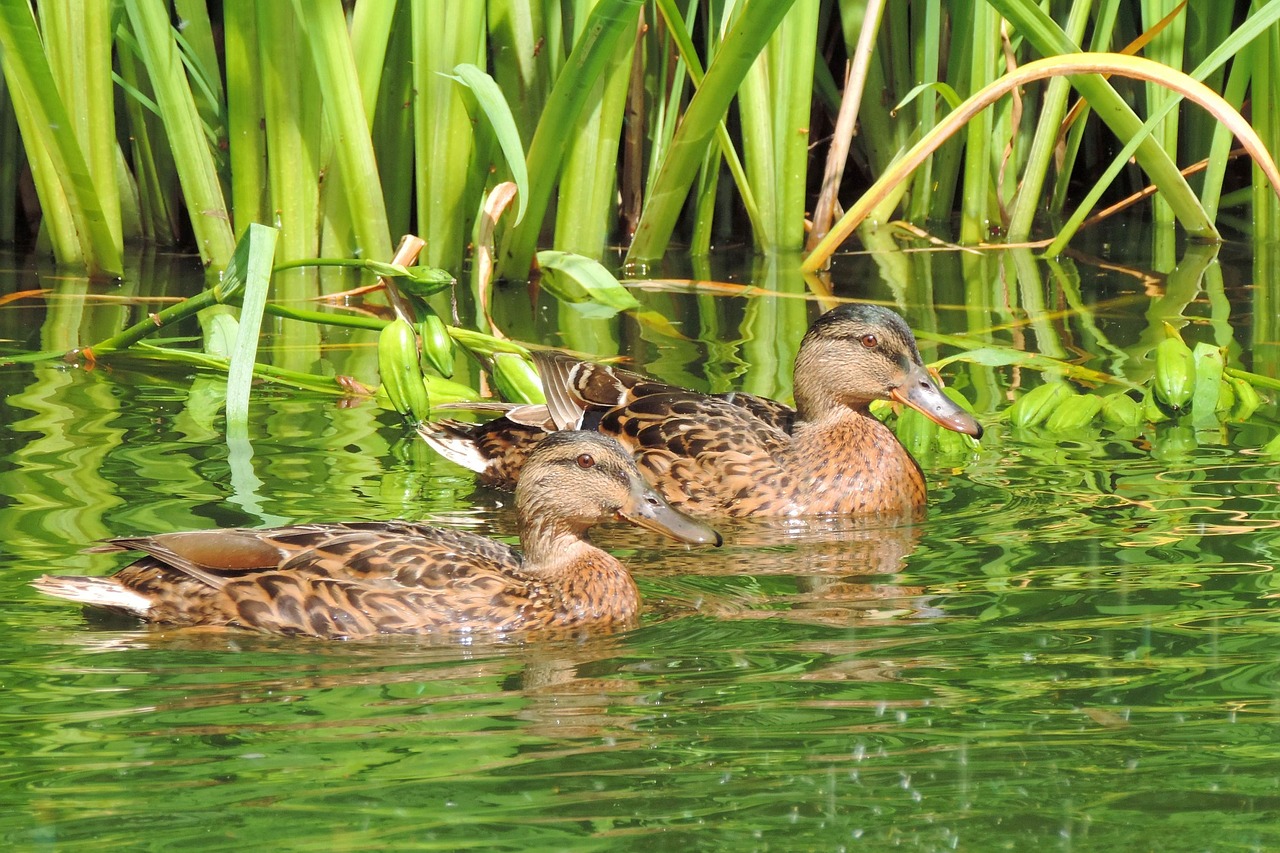 duck  nature  animal world free photo