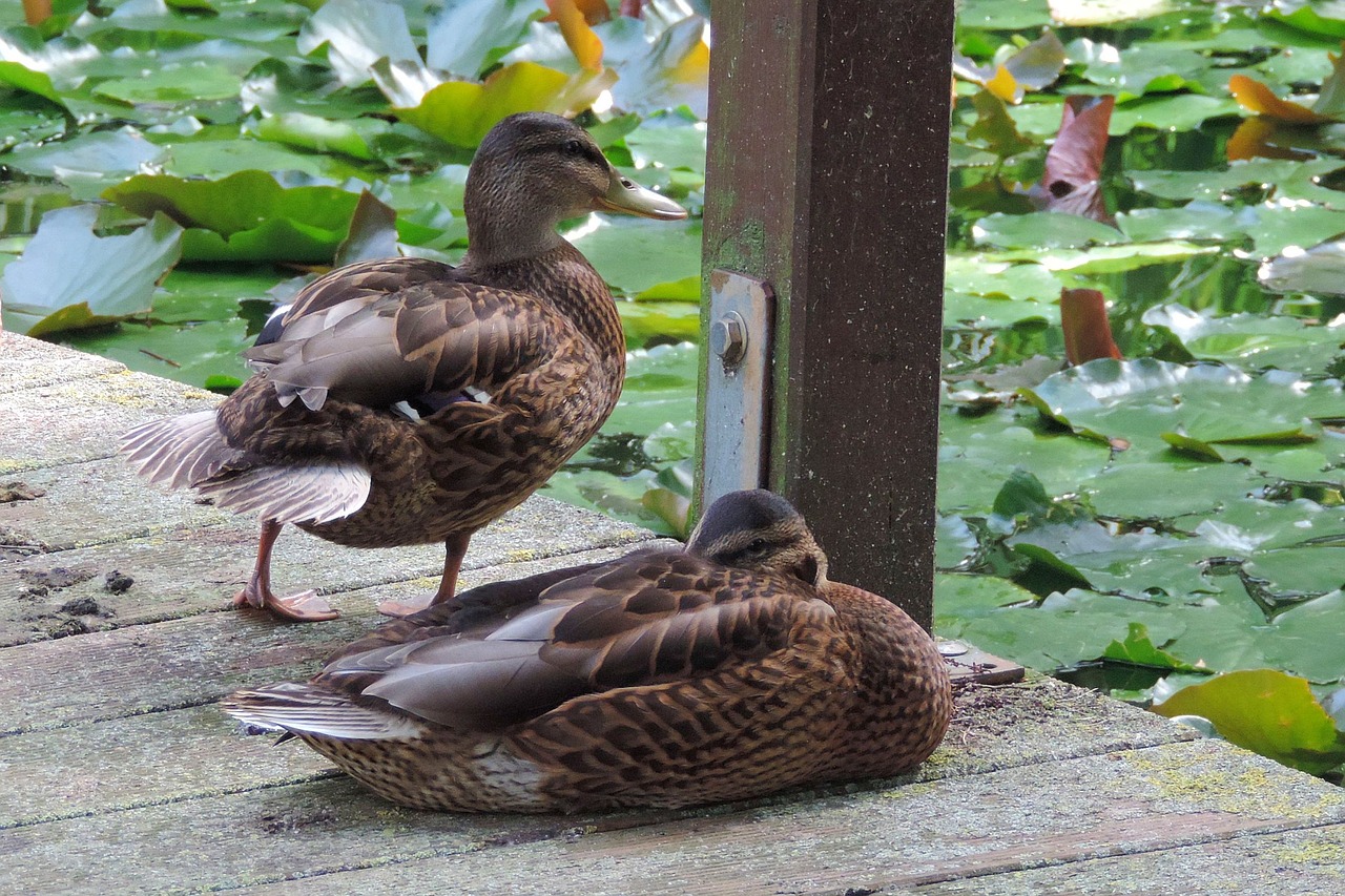 duck  nature  animal world free photo