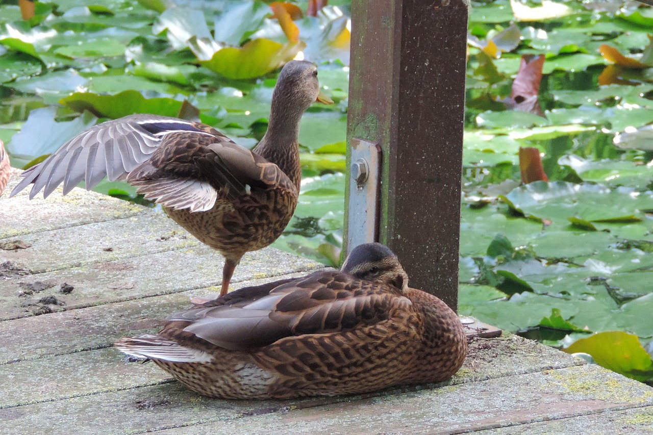 duck  nature  animal world free photo