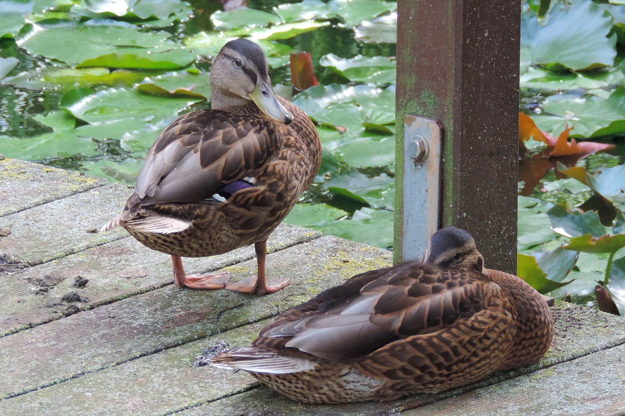 duck  nature  animal world free photo