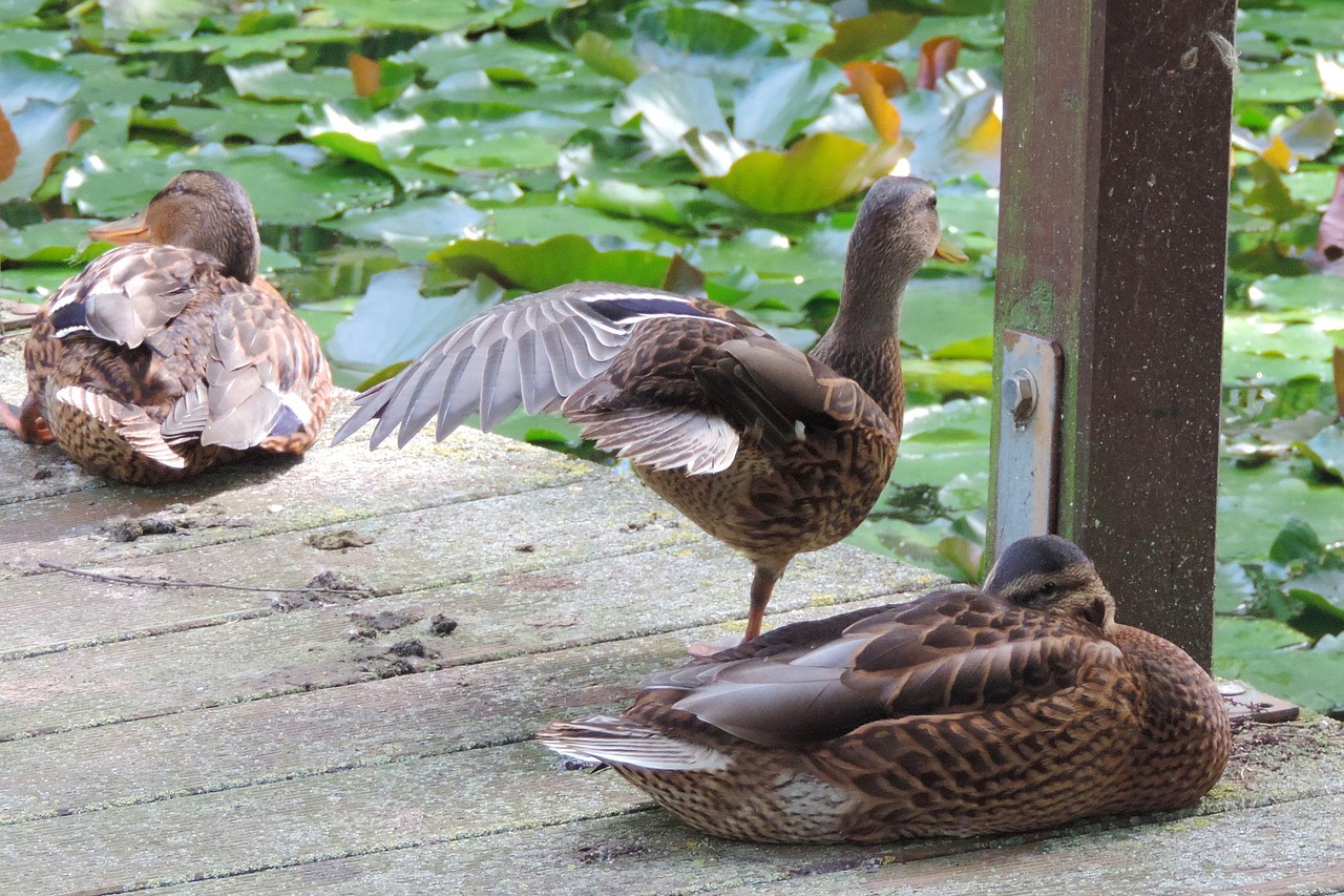 duck  nature  animal world free photo