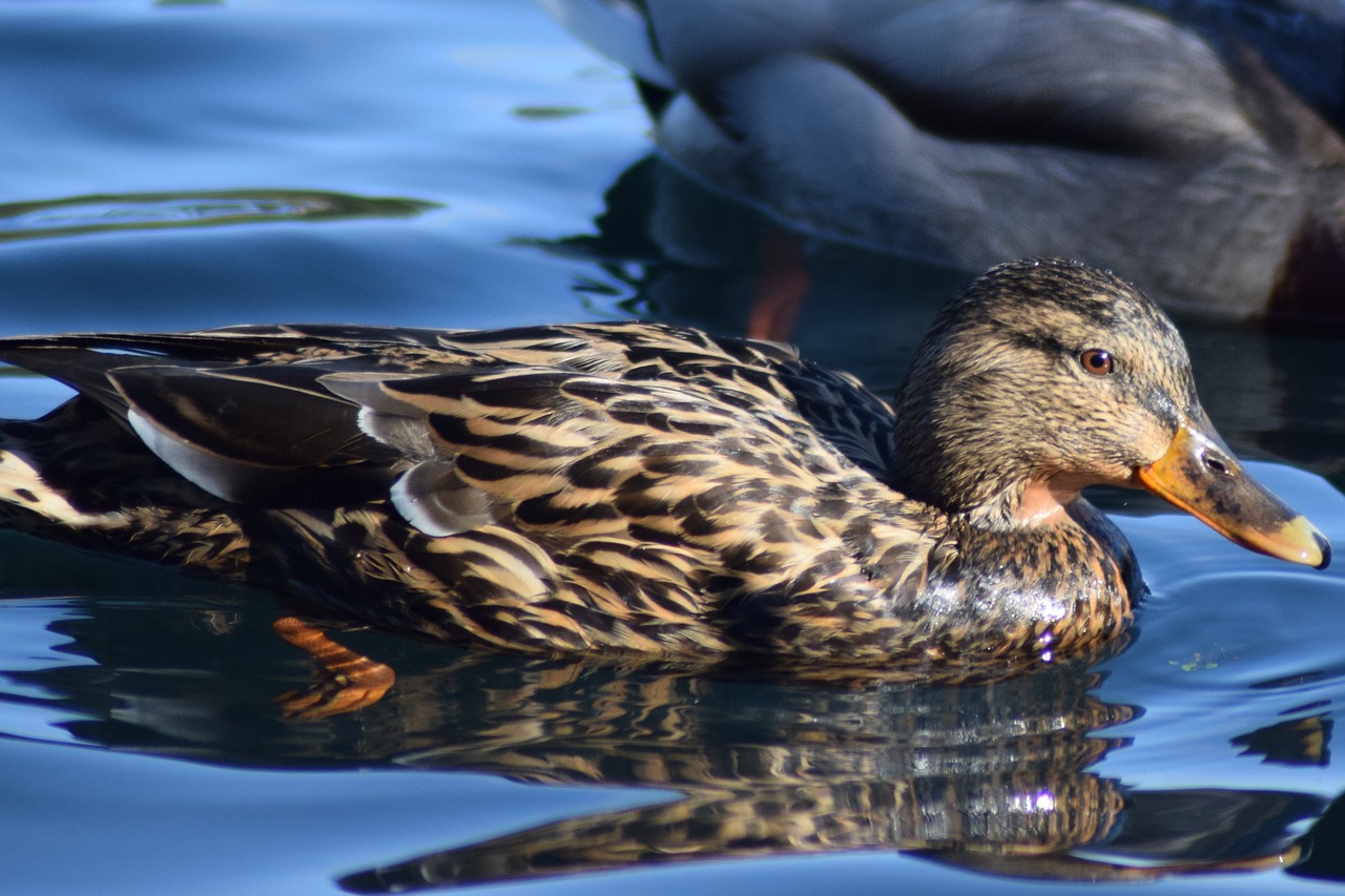 duck  bird  pool free photo